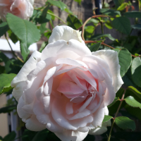 gardencottage5