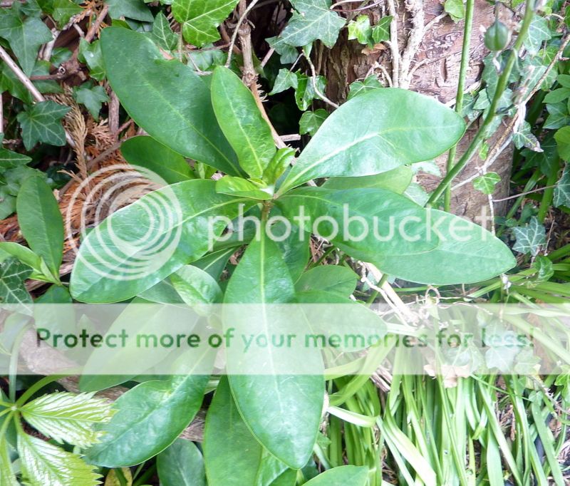 http://i12.photobucket.com/albums/a243/mjw123/P1040684_zpsfblwjuct.jpg
