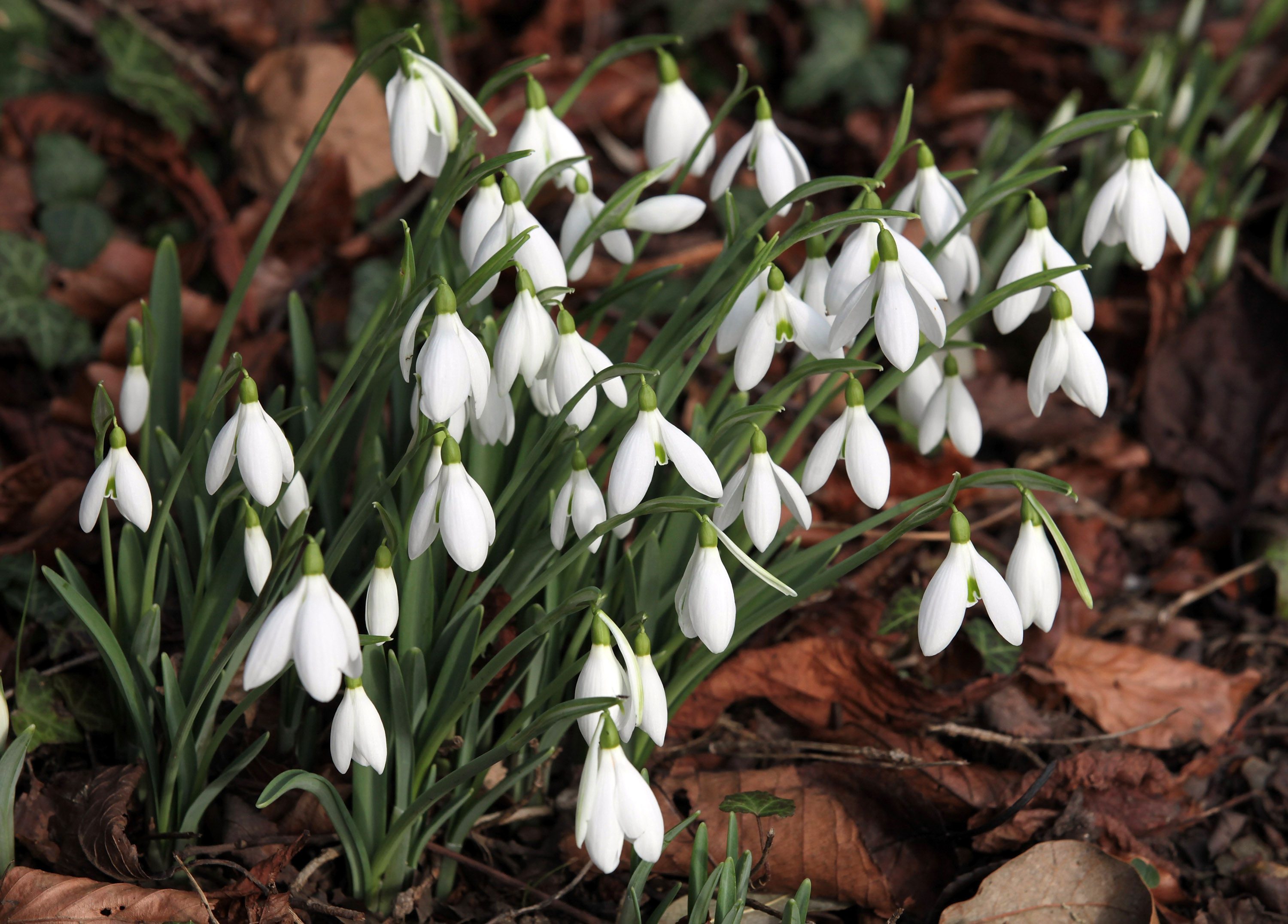 Image result for Snowdrops images