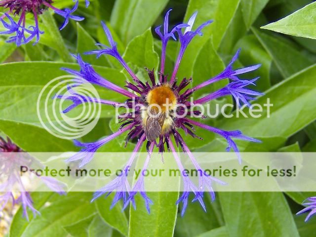 http://i1131.photobucket.com/albums/m551/lilylouise1/gardenviews040.jpg