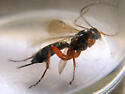 http://bugguide.net/images/cache/FKARLQ1RKQYQ20H0X0JQX03QX03QM0OQP0CRE0YRU03Q701RYKARYKARHQFQU0DRFKOQLQOQI0YQG0CQRQBR50CQM0.jpg