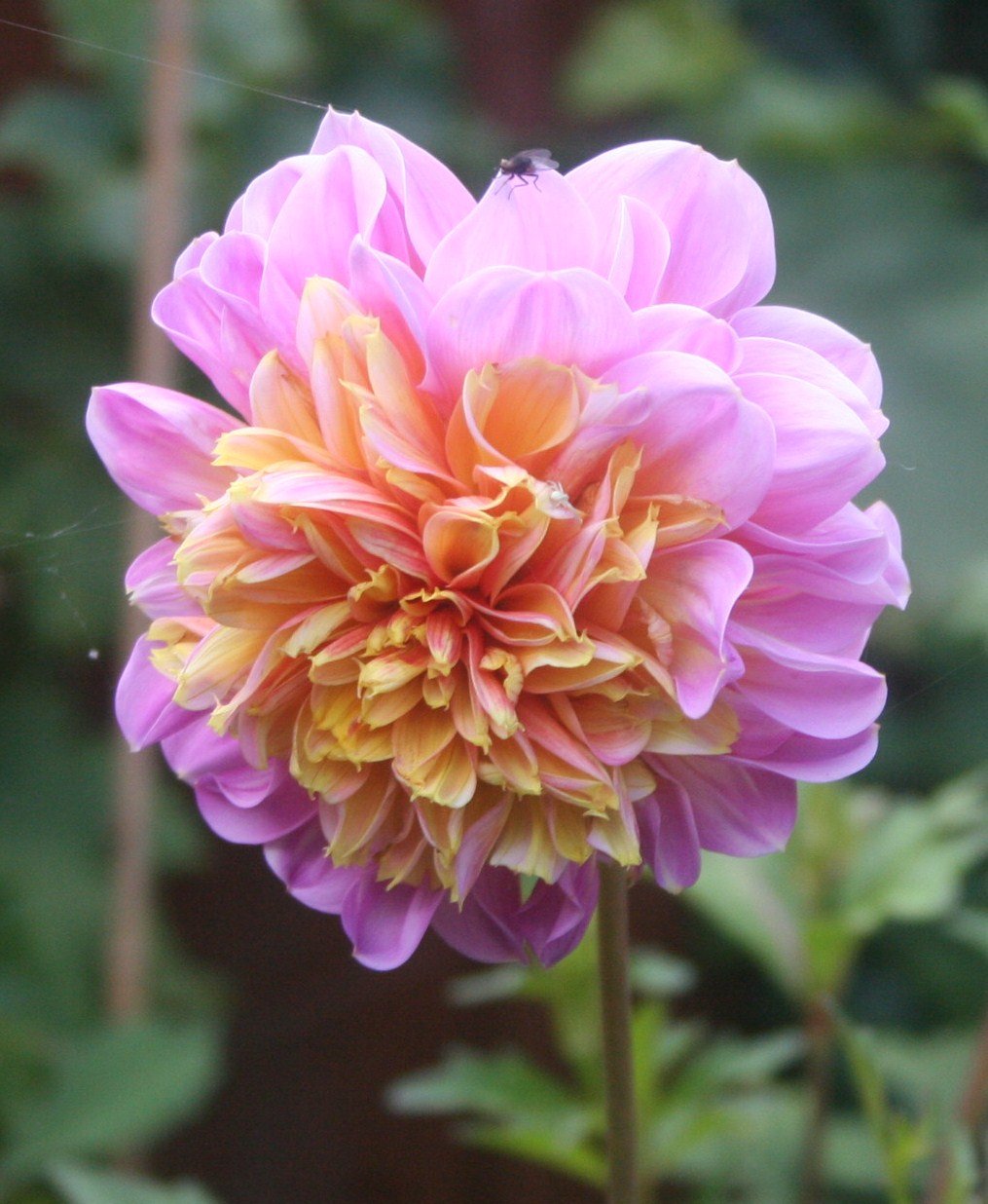 Sparklepinksunflower