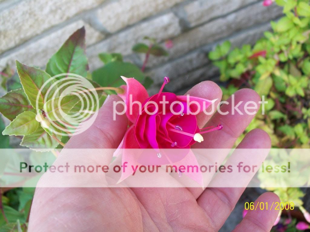 http://i1015.photobucket.com/albums/af278/bubbling_bubble_bee/gardening/fuchisa1_zpscf4f6afd.jpg