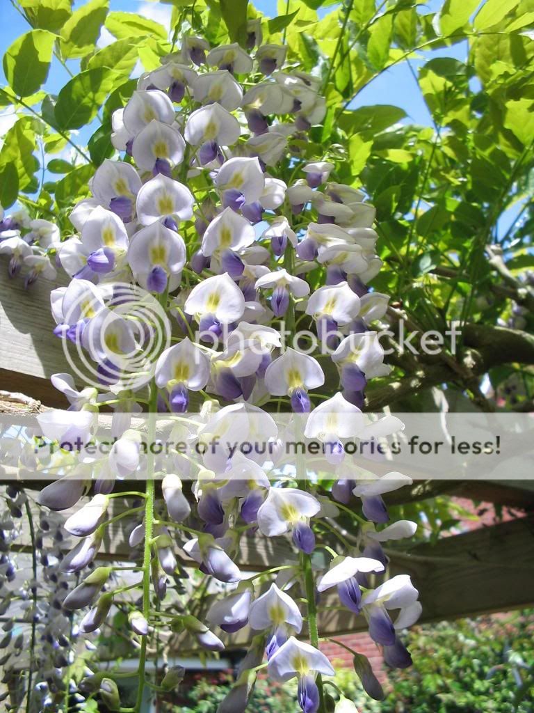 http://i1145.photobucket.com/albums/o502/lavenderlady1/IMG_1825.jpg
