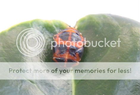 http://i539.photobucket.com/albums/ff358/daydaisy-photos/strangebug.jpg