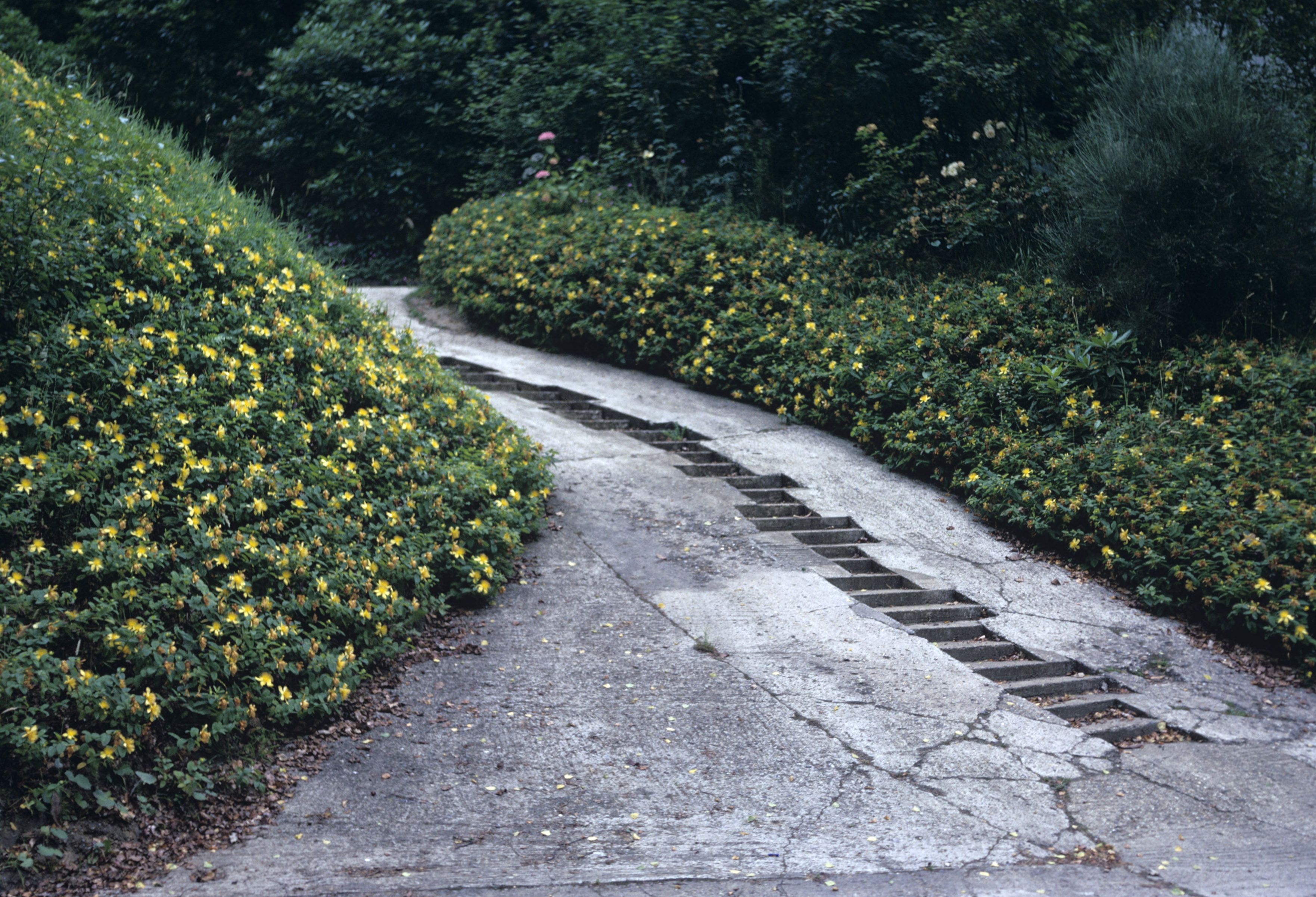 Media gallery  Hypericum online  Garden design Hedges Garden