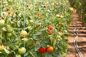 (Sub)Urban Farmer