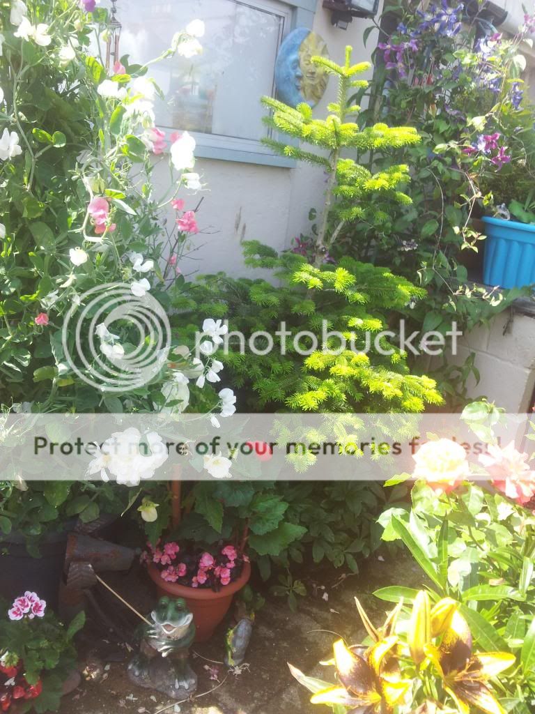 http://i1300.photobucket.com/albums/ag97/Bev_Pounsett-Krynauw/0622-07-13_zpsdc08d2b5.jpg