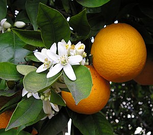 http://upload.wikimedia.org/wikipedia/commons/thumb/b/b0/OrangeBloss_wb.jpg/300px-OrangeBloss_wb.jpg