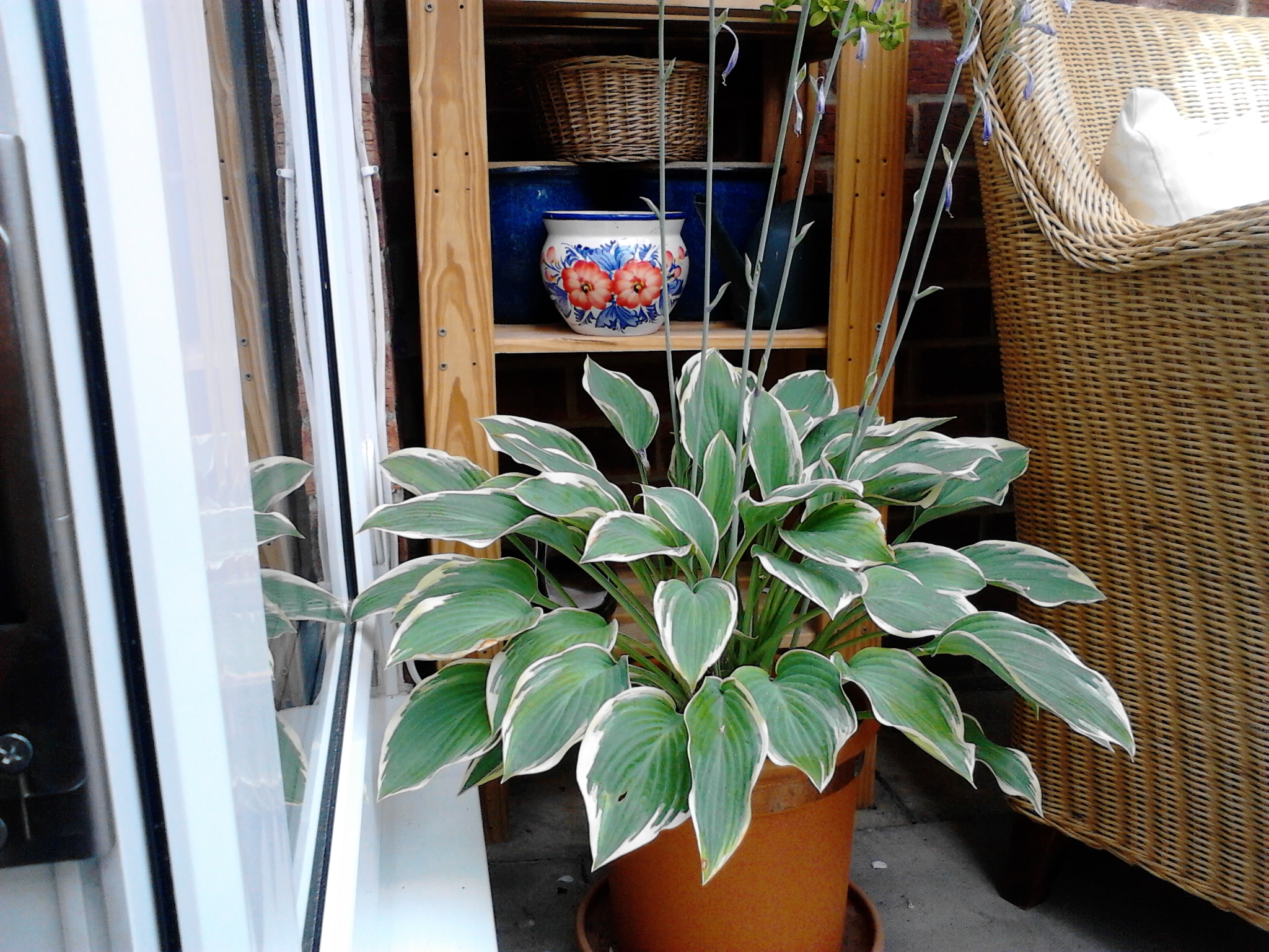 wallflower2