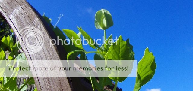 http://i1131.photobucket.com/albums/m551/lilylouise1/sunflowers007.jpg