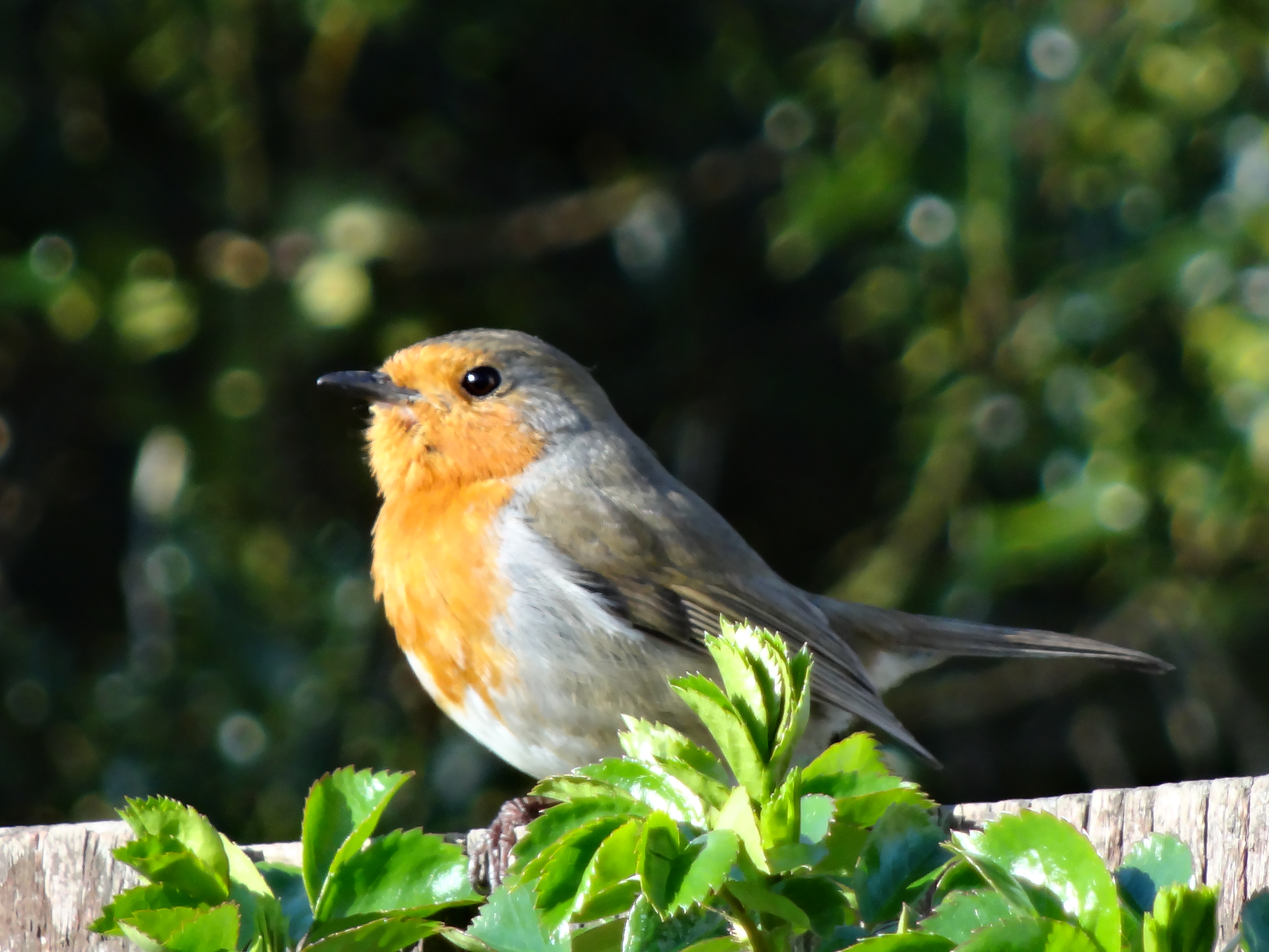 Robin23