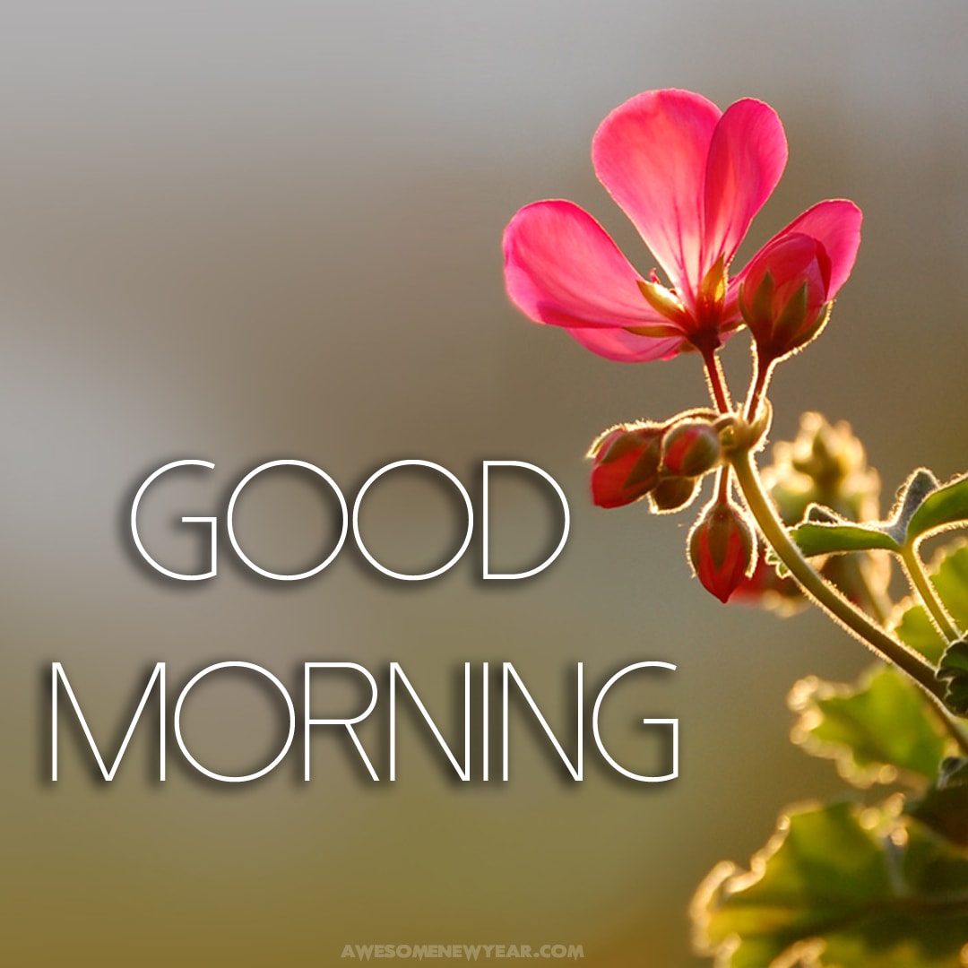 Gud Morning Images With Flowers - Gud Morning Very Good Morning - 1080x1080  Wallpaper - teahubio