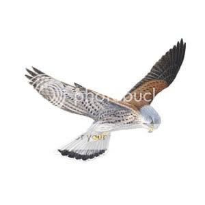 http://i190.photobucket.com/albums/z191/miliscer/kestrel_hovering_300_tcm9-139955.jpg