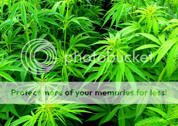 http://i1143.photobucket.com/albums/n627/thedogcody/Cannabis-Plants.jpg
