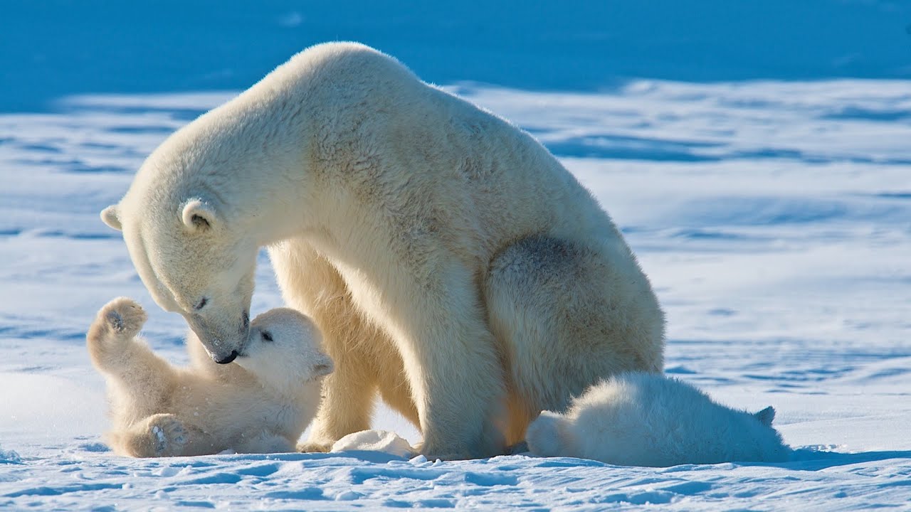 Polar Bear Facts  Conservation - Polar Bears International
