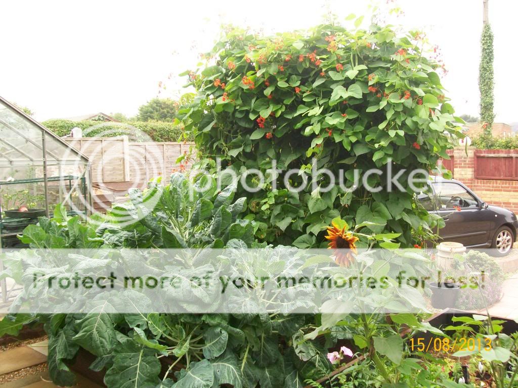 http://i1015.photobucket.com/albums/af278/bubbling_bubble_bee/gardening/runners2_zpsfc09ec17.jpg