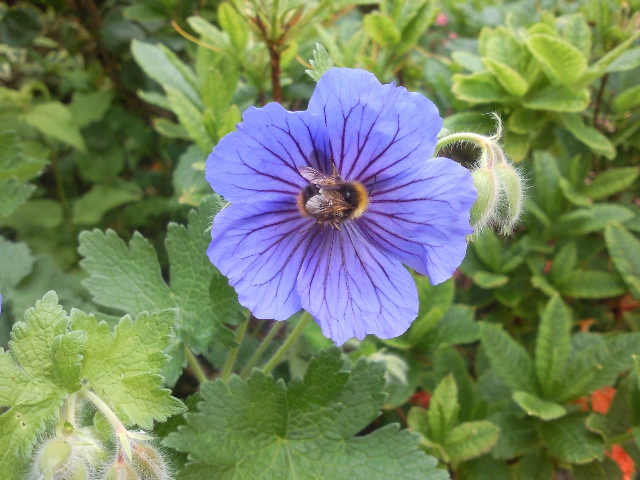 Cranesbill