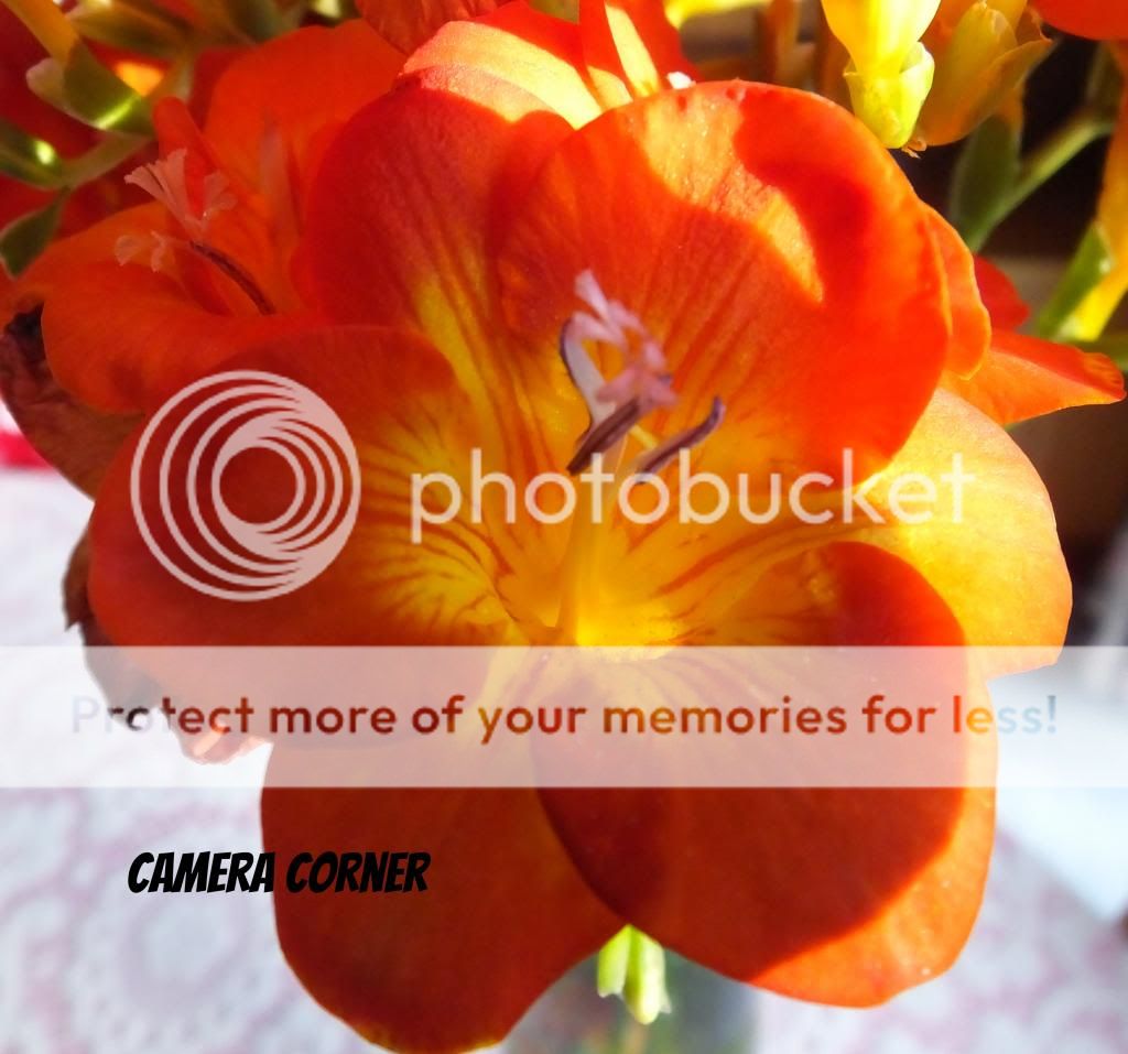 http://i27.photobucket.com/albums/c186/DavidKnapper/0fdc7a73-61ef-4f8d-ae79-15f67808c54a_zps78fddb42.jpg