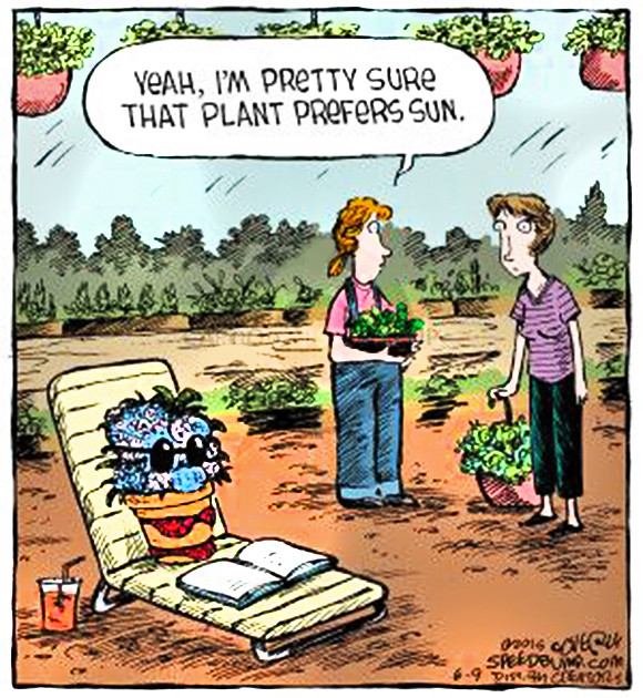 Sunny Wednesday Humor  Daily Humor  Misha Perko  Flickr