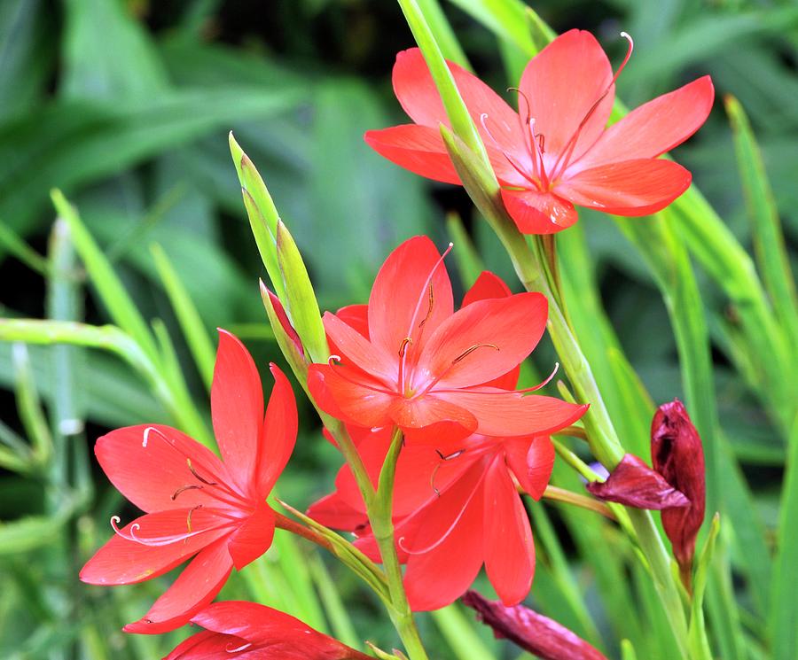 Image result for Kaffir lily images