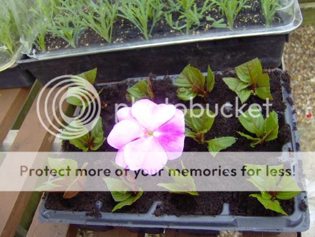 http://i1131.photobucket.com/albums/m551/lilylouise1/cuttings021.jpg