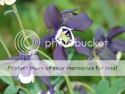 http://img.photobucket.com/albums/v11/otnorot/All%20plants/016-3.jpg