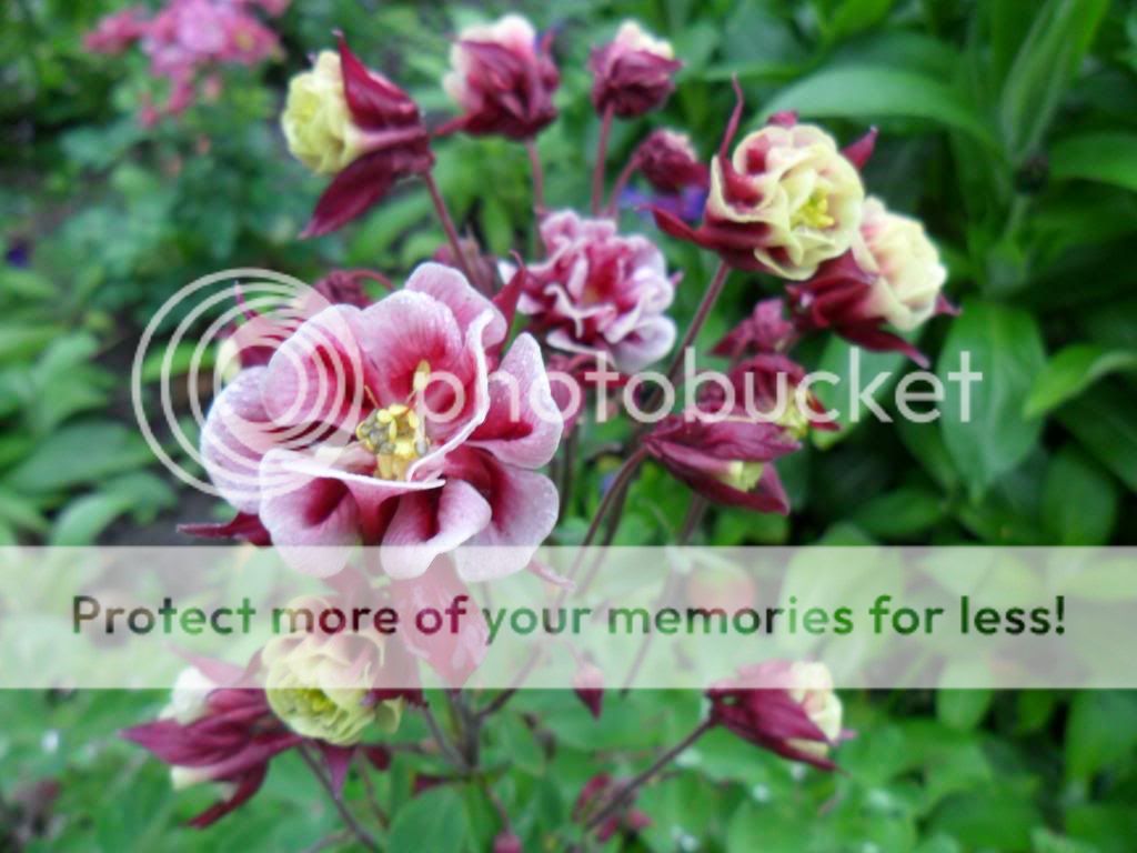 http://i1264.photobucket.com/albums/jj493/sversteynen/SAM_3348_zps731f2011.jpg