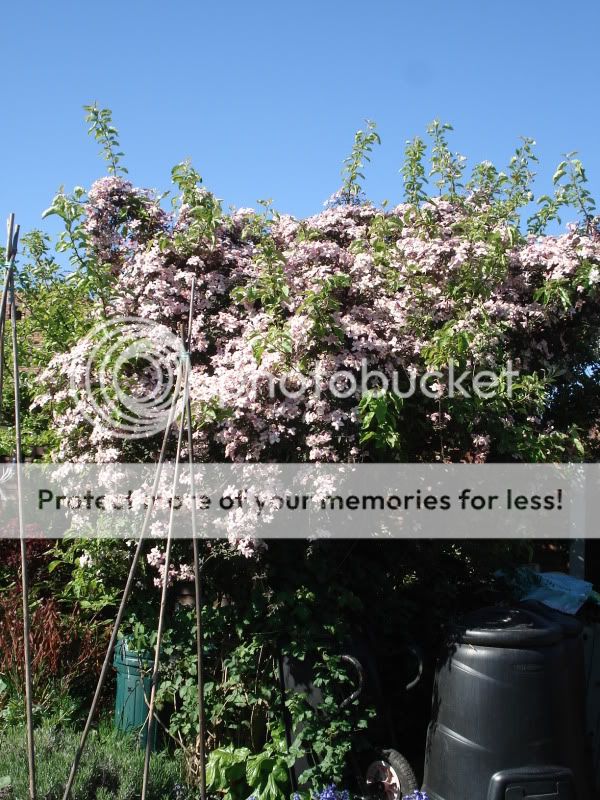 http://i24.photobucket.com/albums/c1/123tinau/flowers%20and%20garden/012.jpg