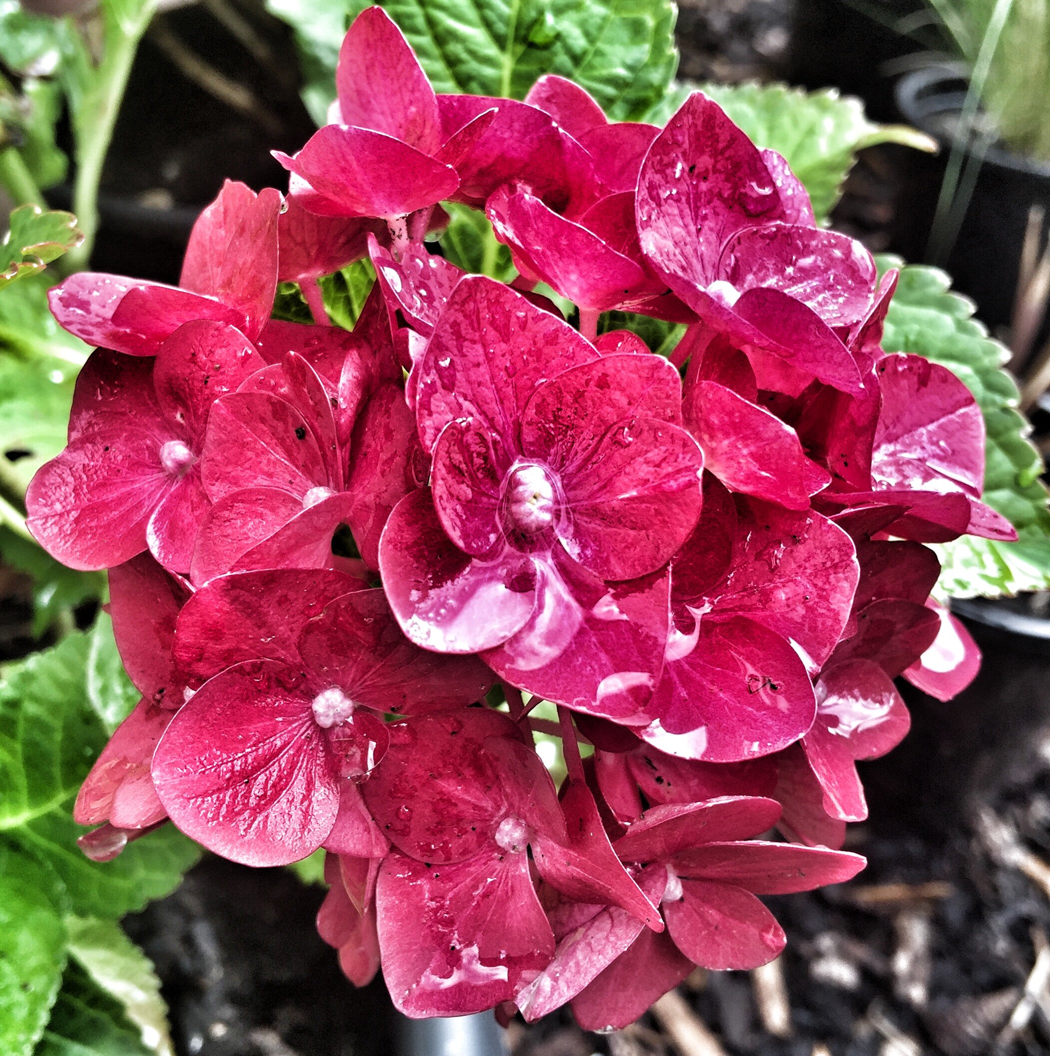 makinggardens