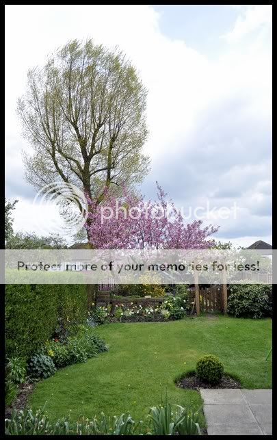 http://i232.photobucket.com/albums/ee192/thebear843/Garden/May2010.jpg
