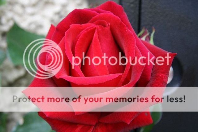 http://i27.photobucket.com/albums/c186/DavidKnapper/EnaHarkness_zps1403fab5.jpg