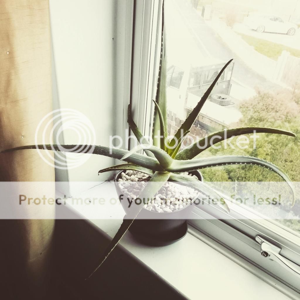 http://i819.photobucket.com/albums/zz113/LadyClarington/IMG_20150112_175619_zpsjajquqed.jpg