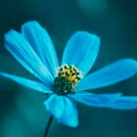 InBloom