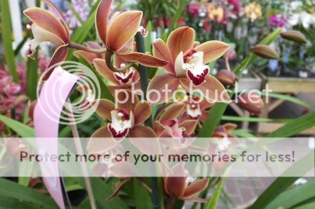 http://i27.photobucket.com/albums/c186/DavidKnapper/012_zps7320c997.jpg