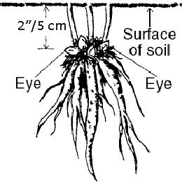 Image result for peony bare root