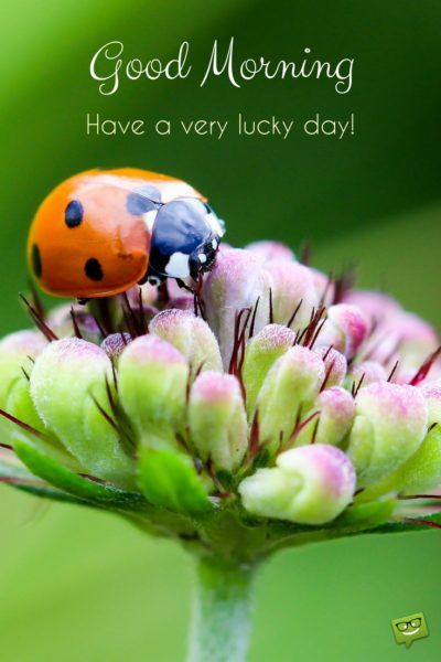 Fresh Inspirational Good Morning Quotes for the Day  Get on the Right  Track  Good morning images Good morning picture Good morning  inspirational quotes