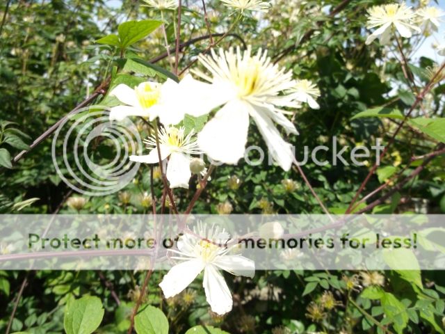 http://i249.photobucket.com/albums/gg233/blackjack078/test/DSCF2351_zpsbeea6731.jpg