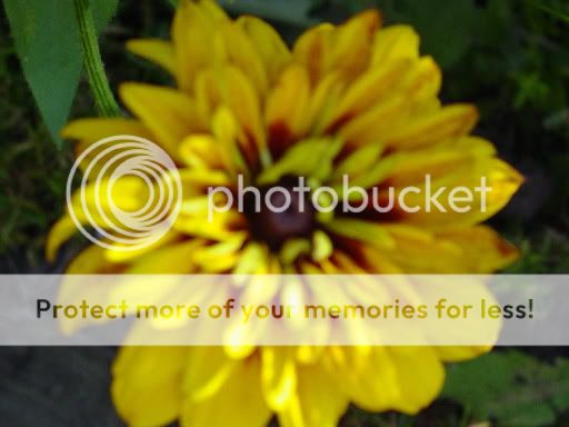 http://img.photobucket.com/albums/v11/otnorot/e2bf030d.jpg