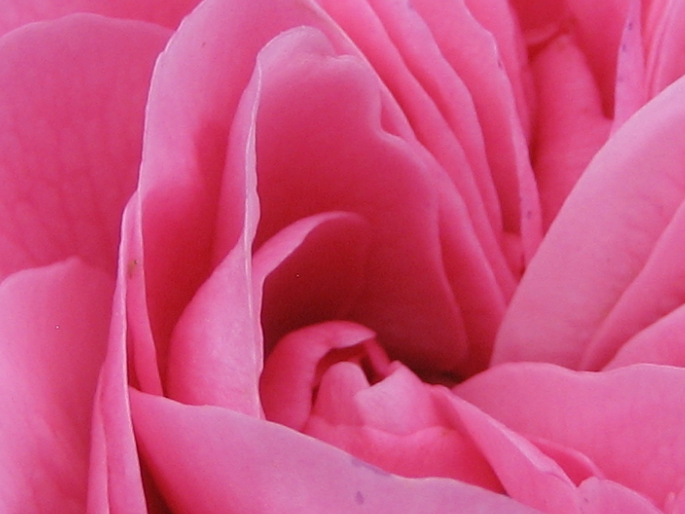 Florriebunda