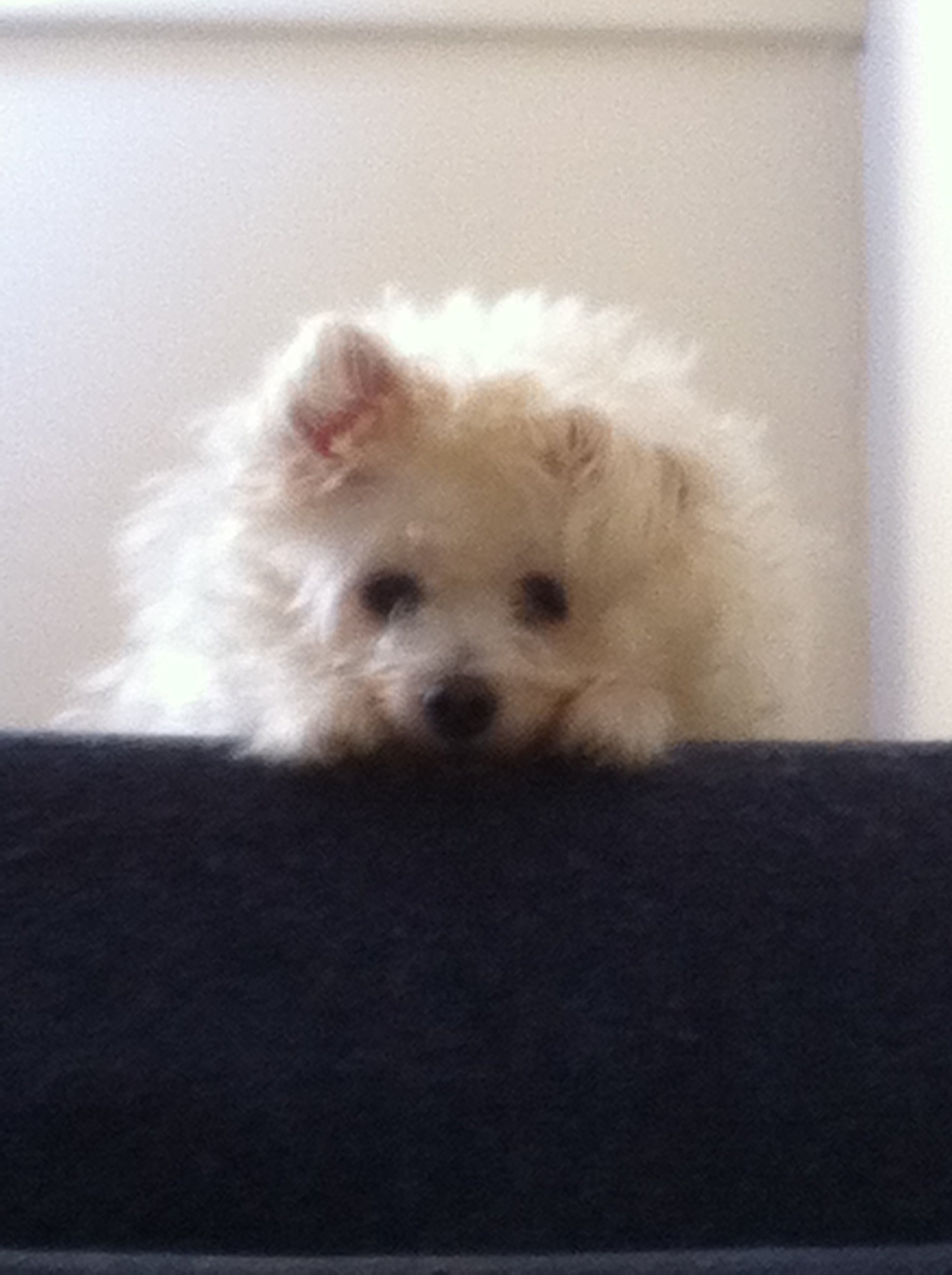 Pippin4