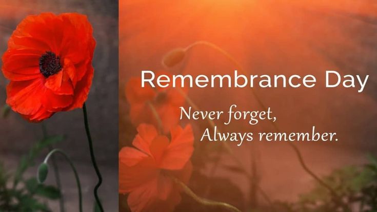 horseshoe horseshow horsesofig horses_of_instagram horsejumping  horselover horsepower hor  Remembrance day images Remembrance day  quotes Remembrance day