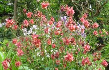 http://www.touchwoodplants.co.uk/images/691%20222%20%201IMG_0045.jpg