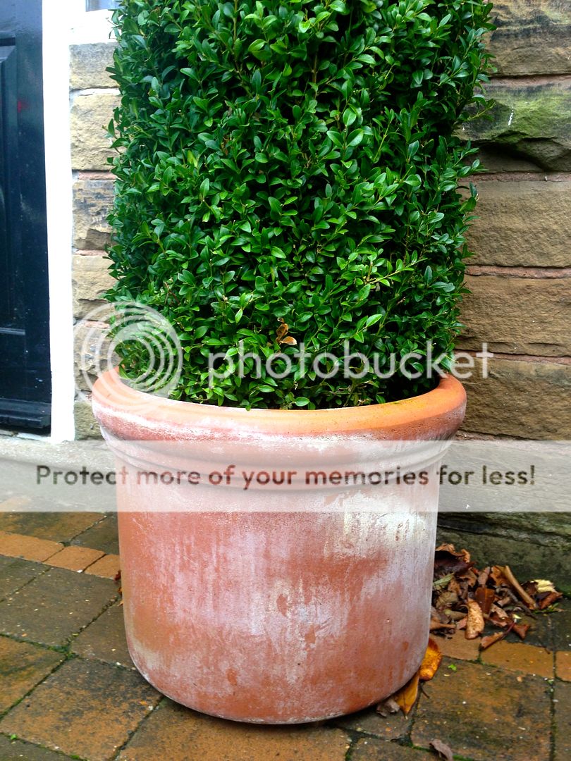 http://i232.photobucket.com/albums/ee192/thebear843/Garden/IMG_8438_zpsr41cxnbo.jpg