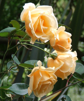http://www.mooseyscountrygarden.com/garden-journal-10/hillingdon-lady-rose.jpg