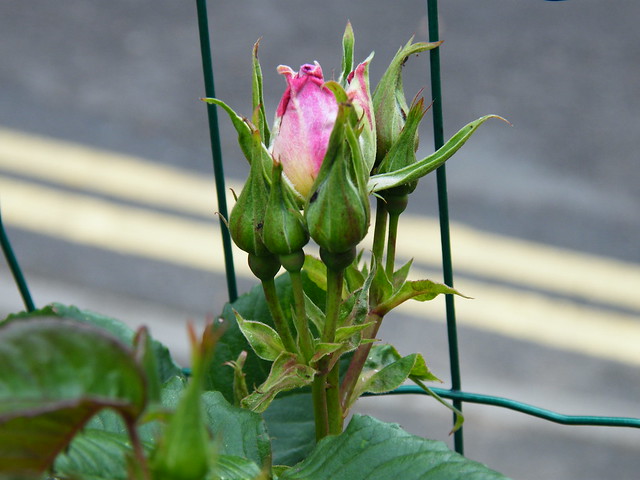 http://farm3.staticflickr.com/2833/9033291496_ff1d2d97ba_z.jpg