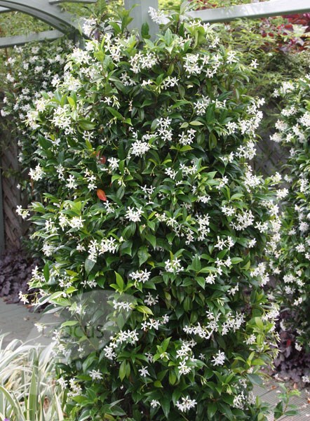 http://www.crocus.co.uk/images/products2/PL/00/00/00/17/PL0000001728_card2_lg.jpg