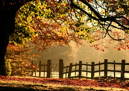 Image result for Sunday Autumn morning