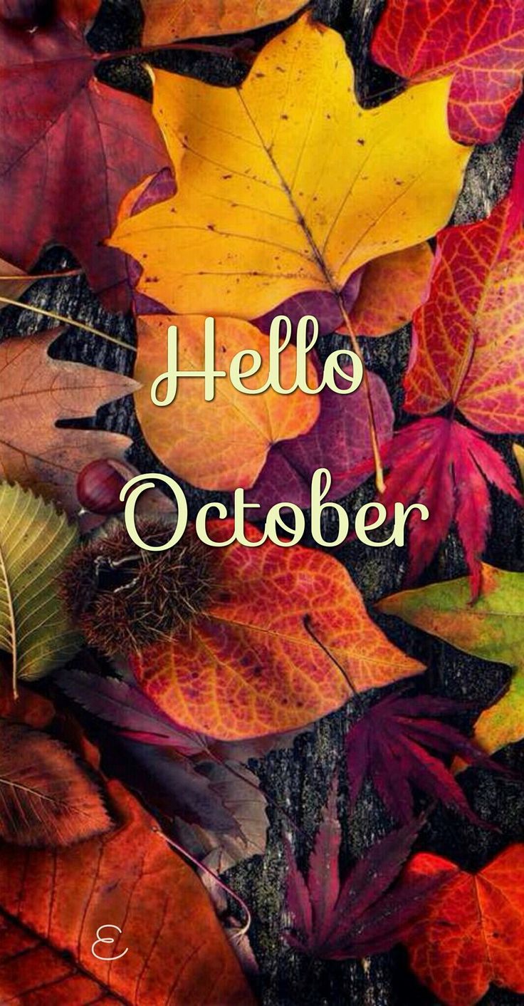 Best Fall wallpaper ideas on Pinterest Iphone wallpaper fall  Autumn phone  wallpaper Fall wallpaper Hello october