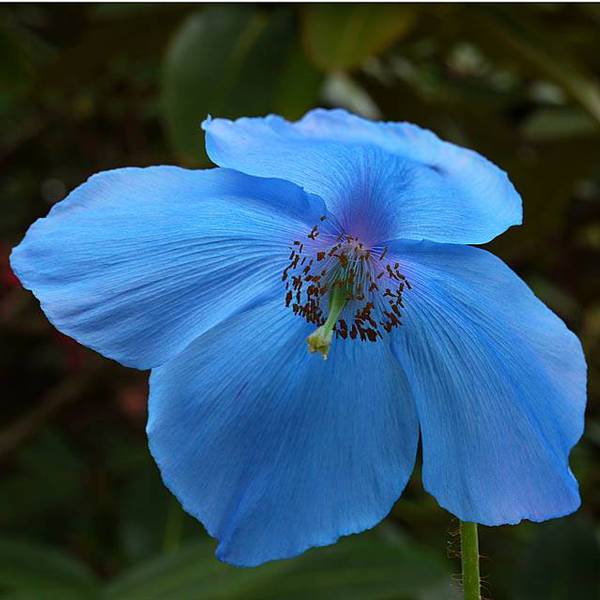 TheSingingGardener
